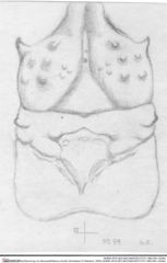 Historische Skizze/Zeichnung von Abyssophthalmus schultzi (Schweitzer & Feldmann, 2009) (NHMW-AFW-GEO-BACHMAYER-FOTO-1990-0041-0039a)